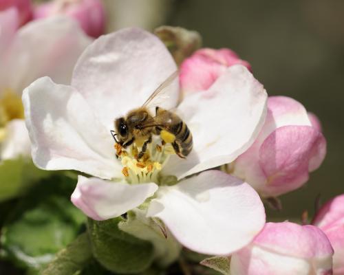 How Probiotics Help Bees Survive Climate Crisis Extremes