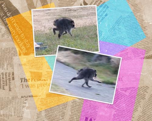 Jimothy the Raccoon: 7 Facts About the Internet's New Star