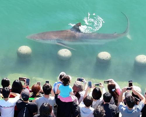 Shark Trapped in Busan Canal Draws 600,000 Visitors