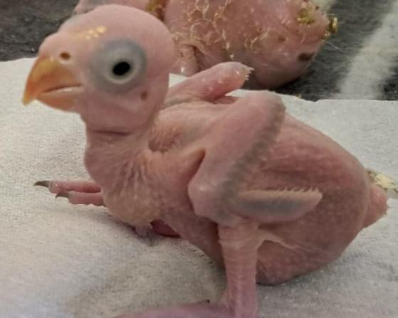 South African Police Arrest Thai Nationals in Parrot Egg Smuggling
