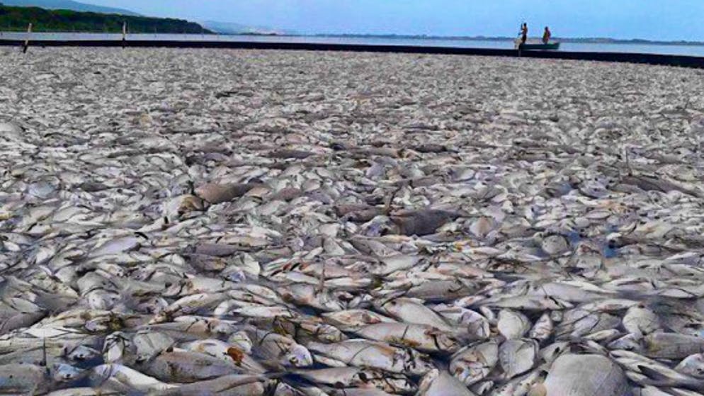 Massive mosquito plague in Italian holiday resort! Locals are desperate