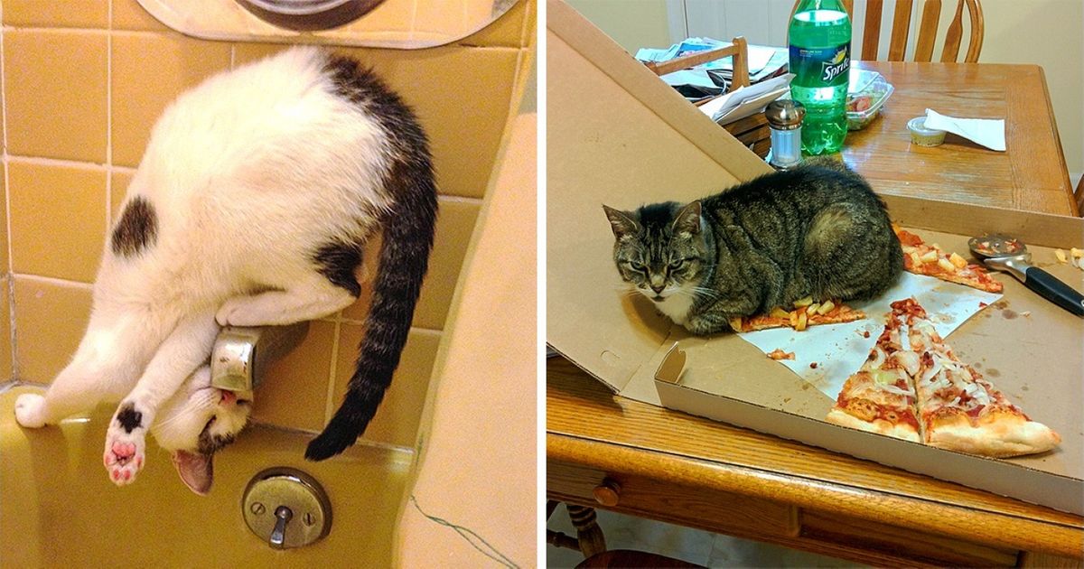 30 Pics Of Cats And Dogs To Take Your Stress Away With Their Funniest Antics