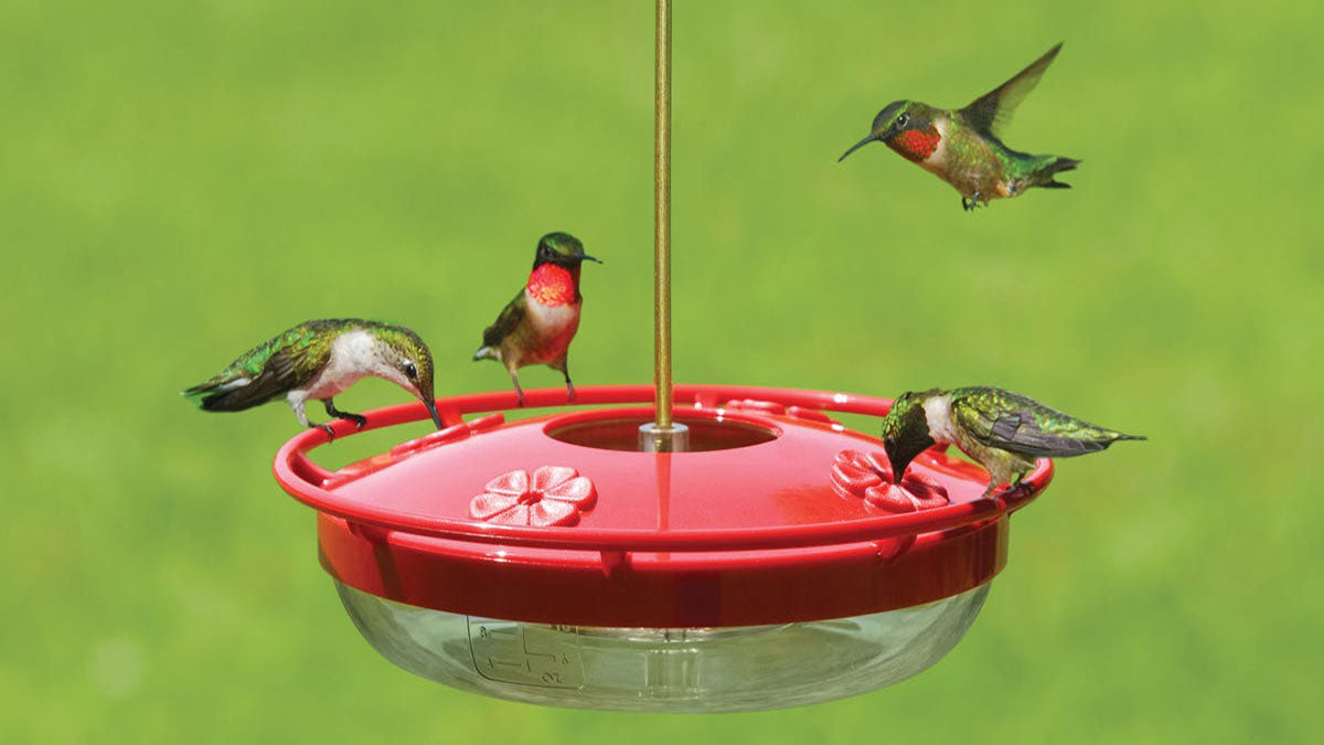  Best Hummingbird Feeders - Grand Goldman