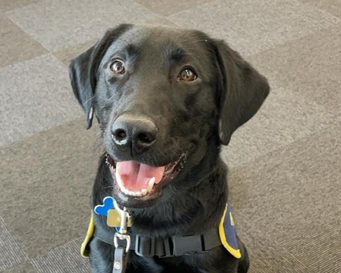 Paralyzed Puppy Beats Tetanus to Become Perfect Guide Dog