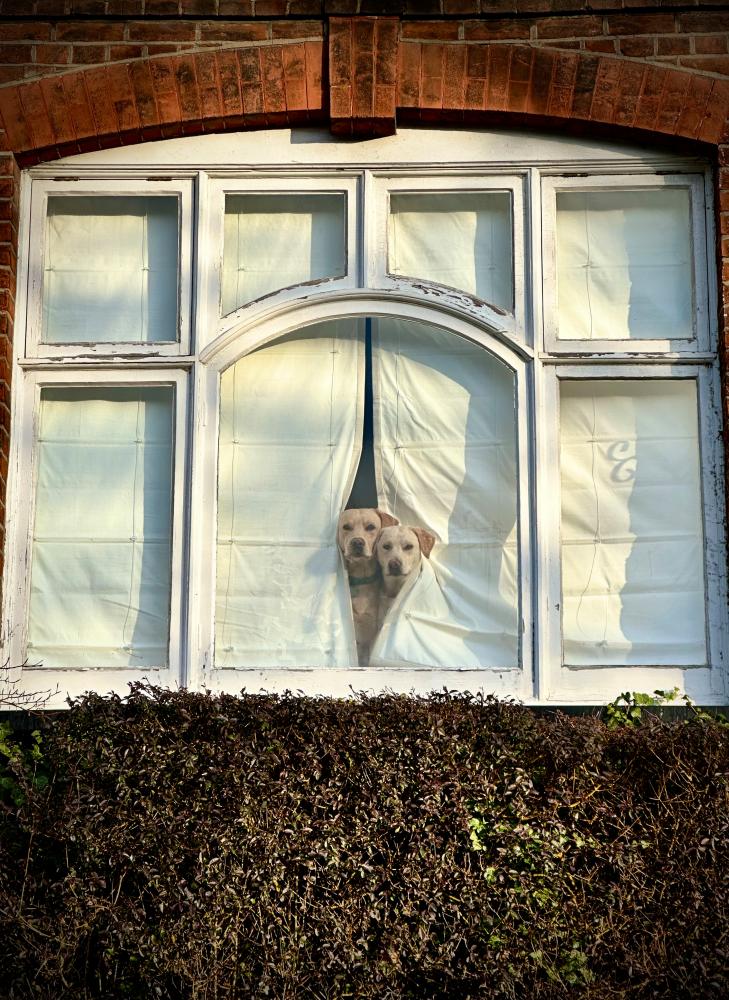 Peter Crome's Best Phone Picture: Two Curtain-Twitcher Dogs