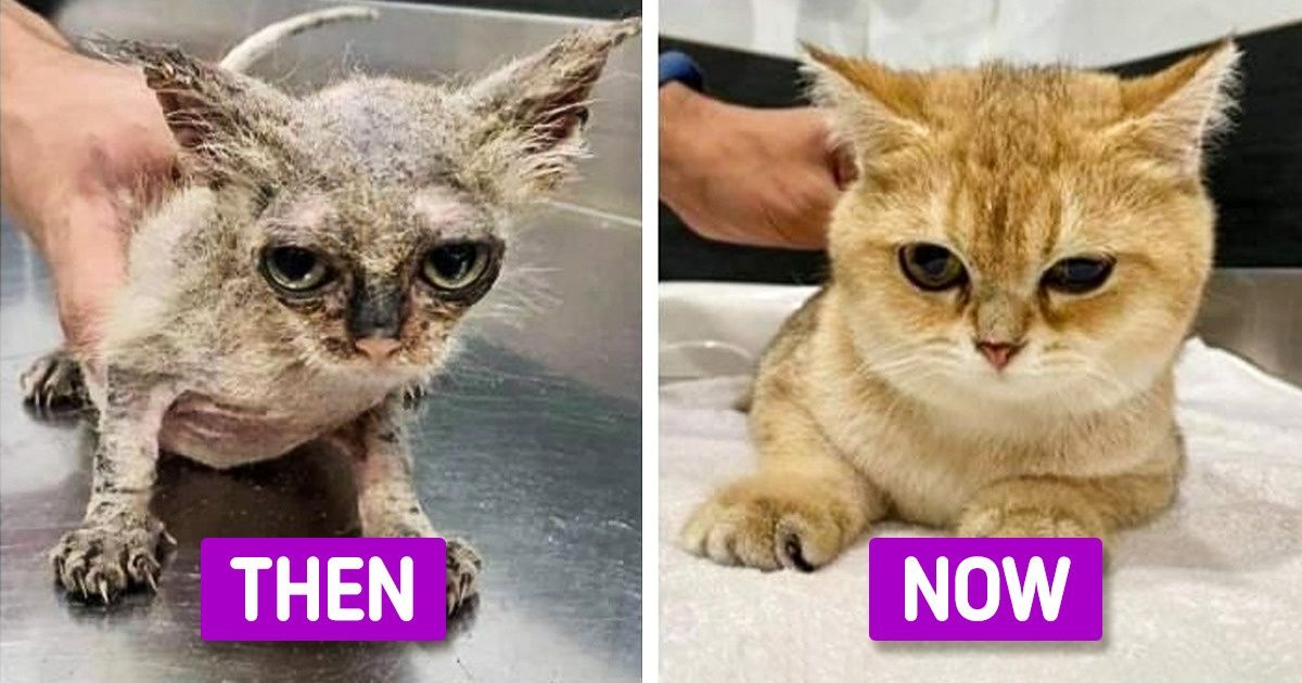 23 Rescue Animals That Prove Love Heals Every Wound - grandgoldman.com