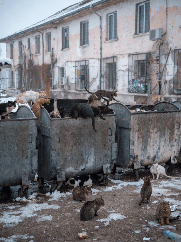Prisoners Killed Each Other's Kittens: Inside Bulgaria's Harshest