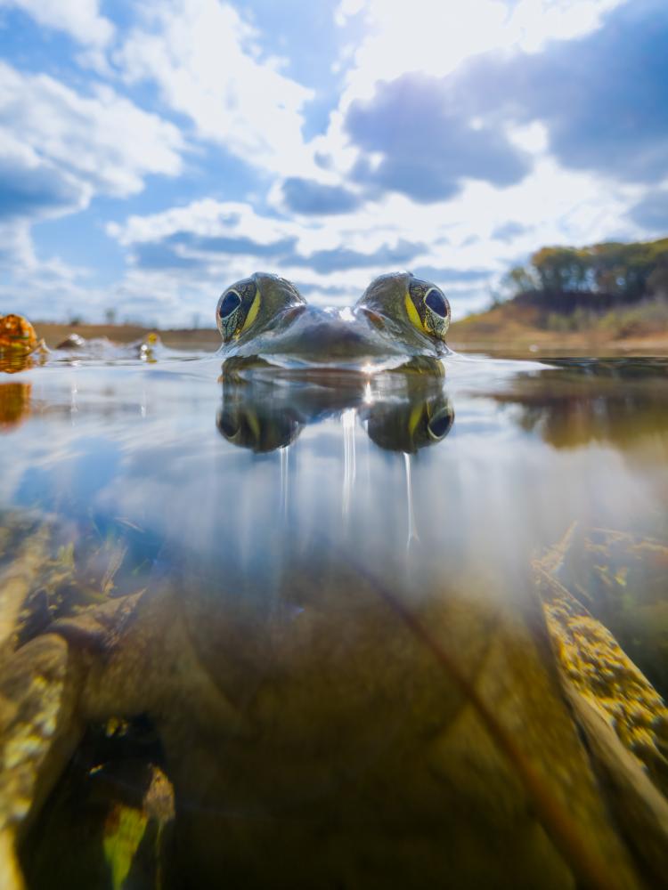 Bullfrog Photography Tips: Capturing Mythical Amphibian Shots