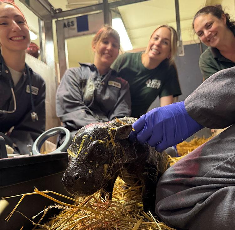 Toronto Zoo Welcomes Baby Pygmy Hippo, Boosting Endangered