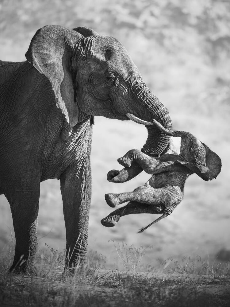 Grieving Elephant Carrying Stillborn Baby: Veronesi's Best Photo