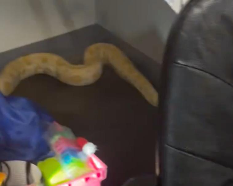 Virginia Teacher Defends Python Accused of Starting School Fire