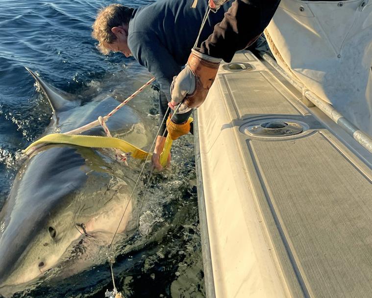 Great White Shark Spotted Off US and Canada as Sightings Surge
