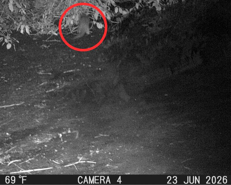 Otter Spotted in Bronx River for First Time in 100 Years