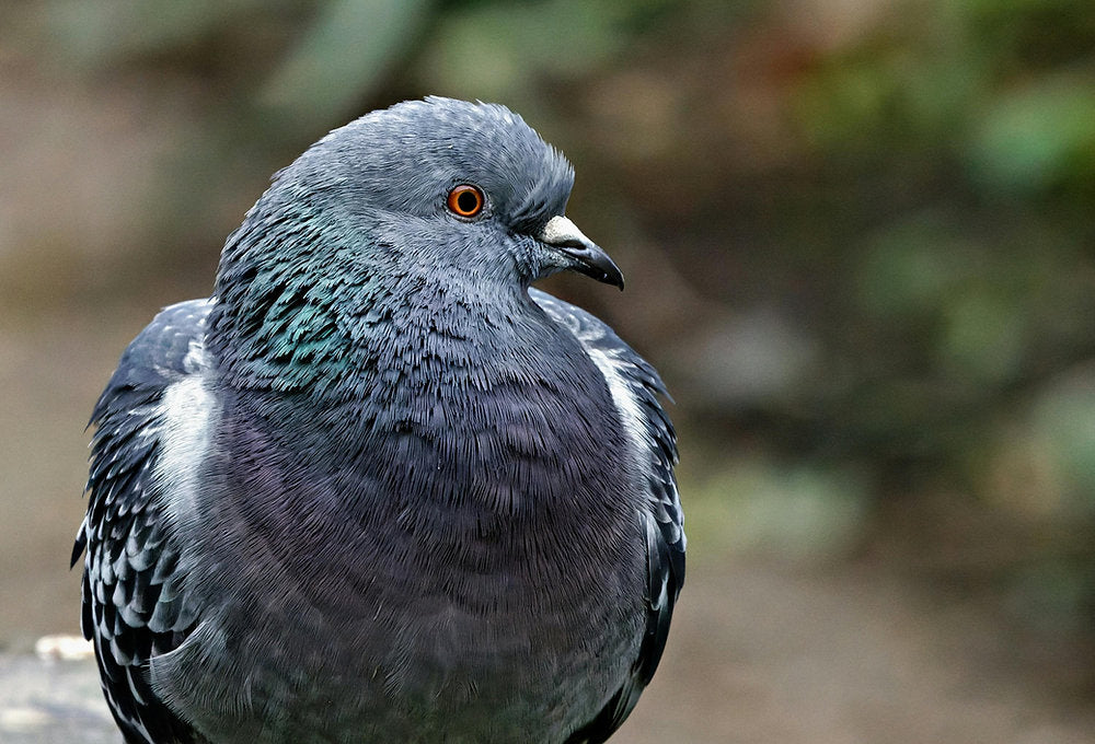 From Pests to Infested: Two Mites and Parasites of Urban Birds