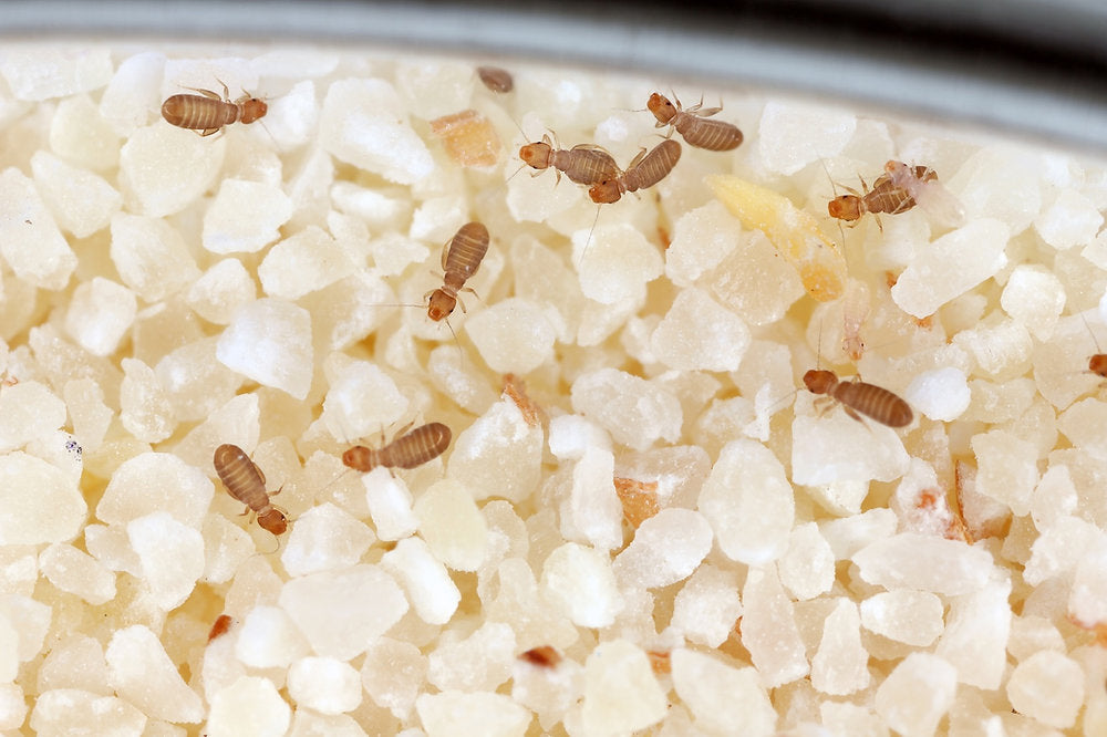 Psocids: Tiny Pests Growing Into Big Infestation Problems