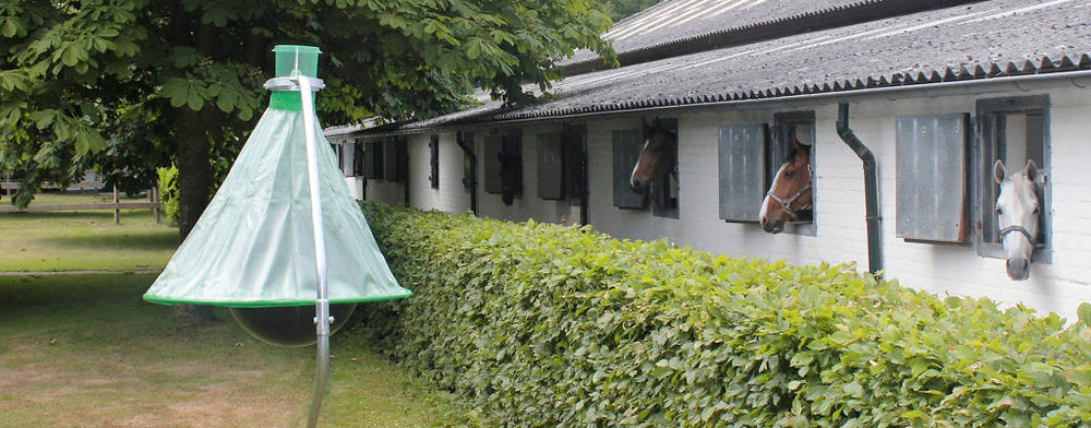 Horse Flies (Tabanidae Family): Key Facts to Know Them Better