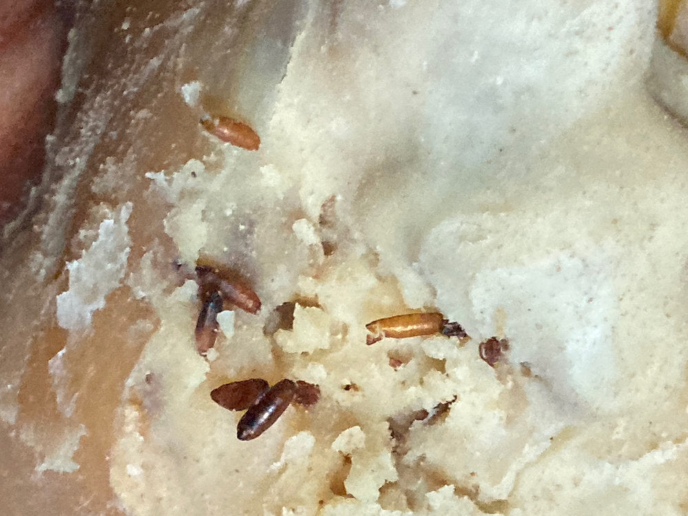 Cheese Fly: The Tiny Pest Threatening Your Aged Meats & Cheeses