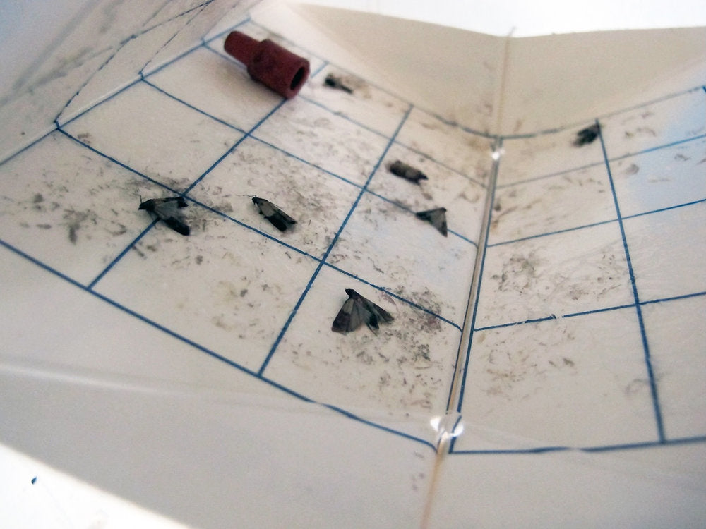 Pheromone Monitoring for Plodia, Ephestia, and Cadra Moths