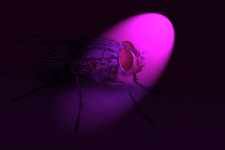 UV Fluorescent Tubes for Light Traps: The Future Explained