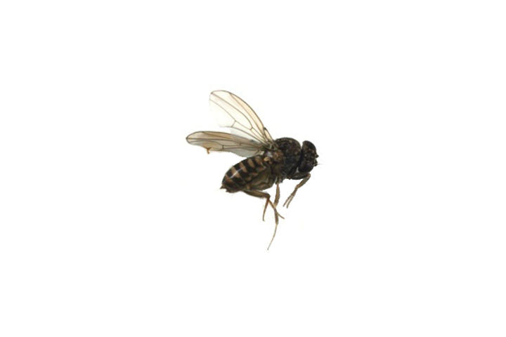 Dark-Eyed Fruit Flies: A Growing Pest in Restaurant Kitchens