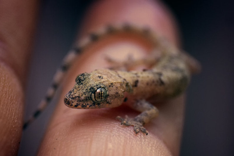 Geckos: Pests or Allies in Biological Pest Control?