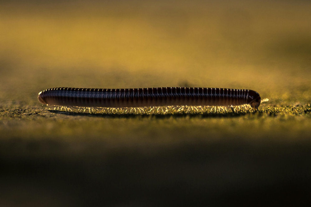 Millipedes vs Centipedes: Which Pest Invaded Your Home?