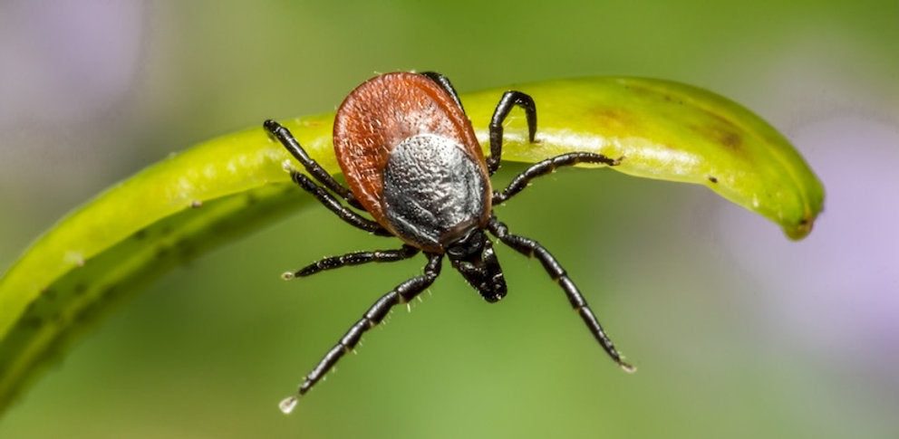 Hard Ticks: Understanding the Ixodidae Family and Their Dangers