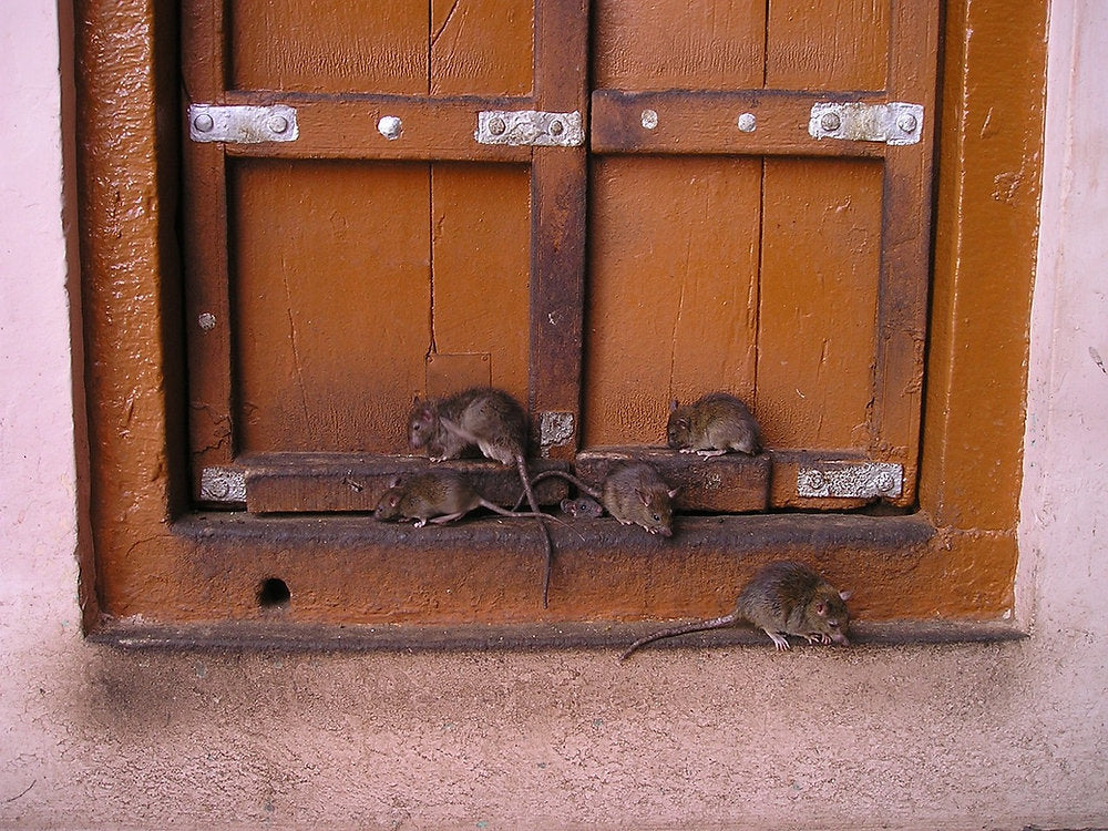 Rodent Management: Expert Tips for Prevention & Control