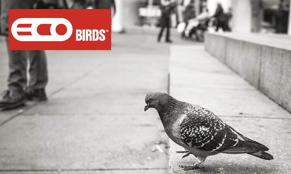Bird Management: Safety, Laws & Effective Removal Solutions