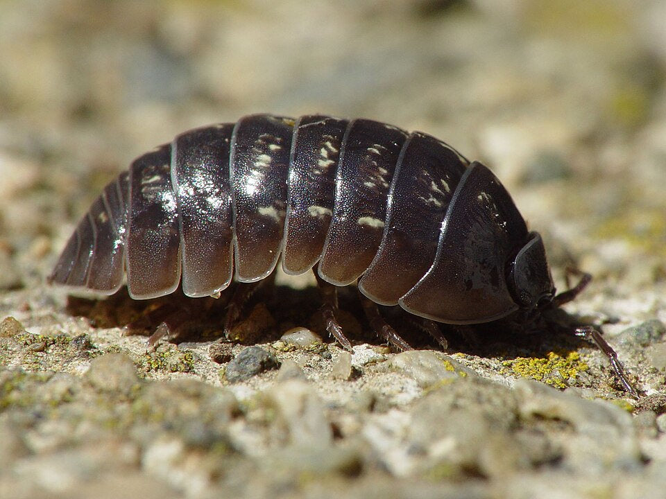 Pill Bugs & Sow Bugs: Terrestrial Crustaceans in Your Yard