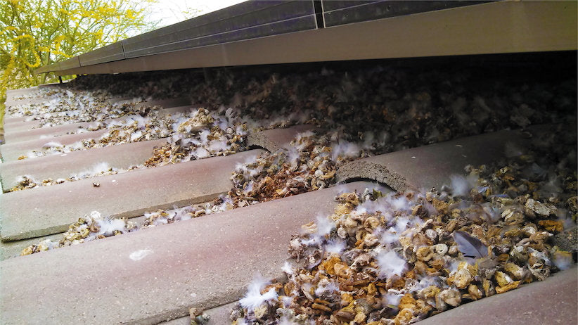Pigeon-Proof Your Solar Panels: Effective Deterrents & Barriers