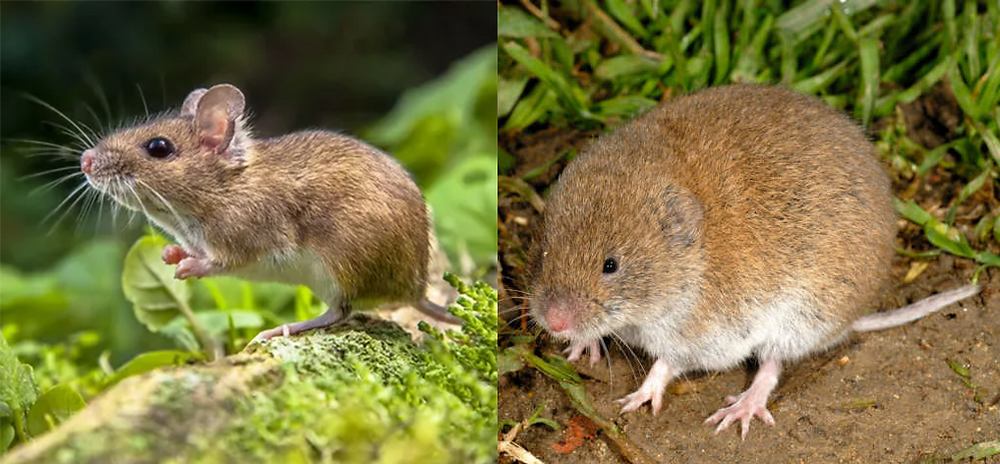 Lookalike Rodents: Wild vs House Mice and Vole Identification Guide