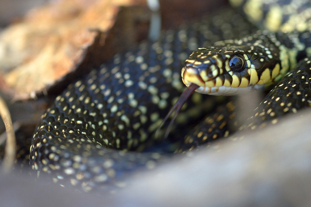 Snake Management by Pest Control Professionals: A Complete Guide