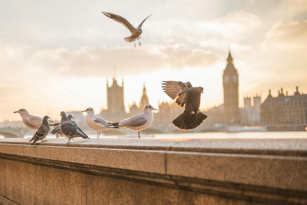 Pigeon Control Strategies: Urban Bird Infestation Solutions
