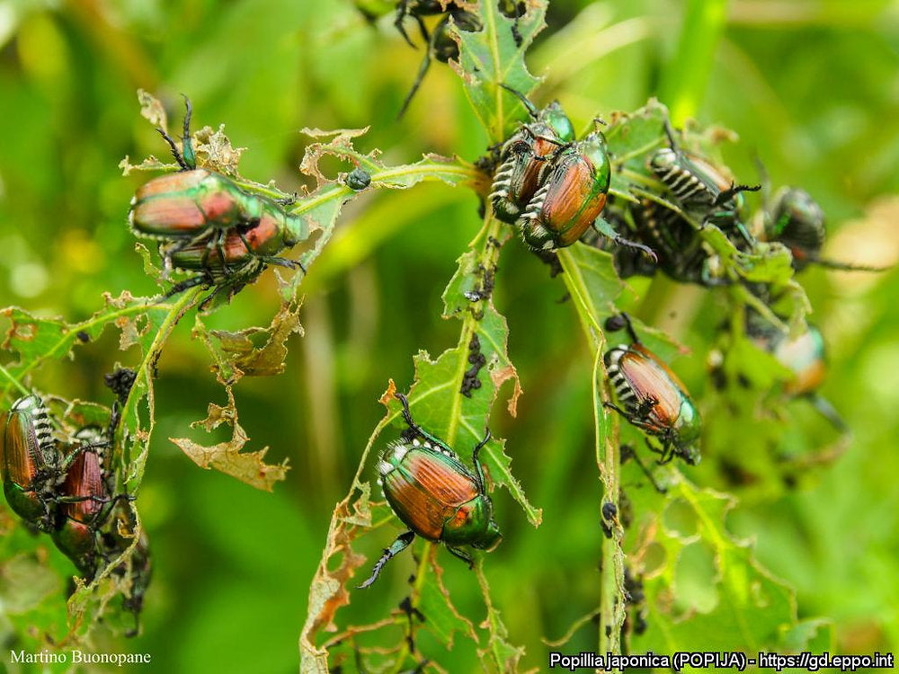 Japanese Beetle: Monitoring & Control for Popillia japonica