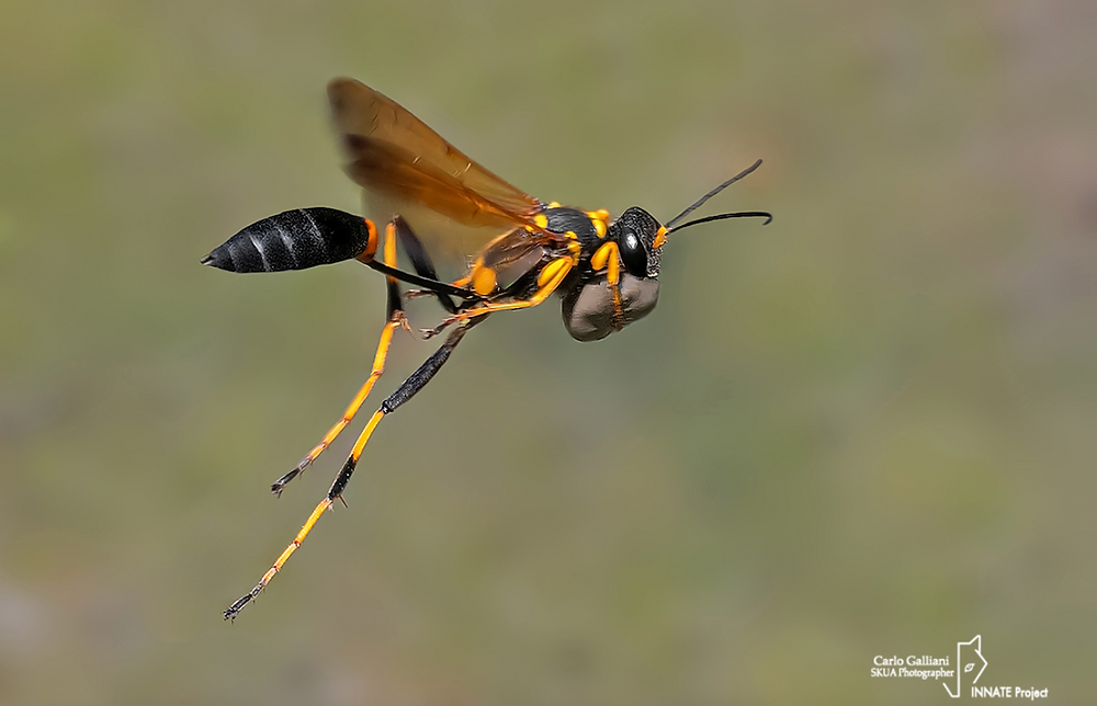 Mud Dauber Wasps: The Sceliphron Genus Guide for Homeowners