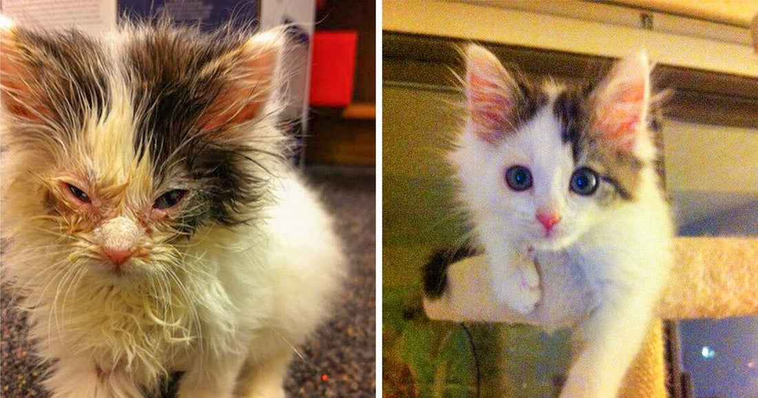 11 Rescued Animals That Deserved A Better Life And Got It