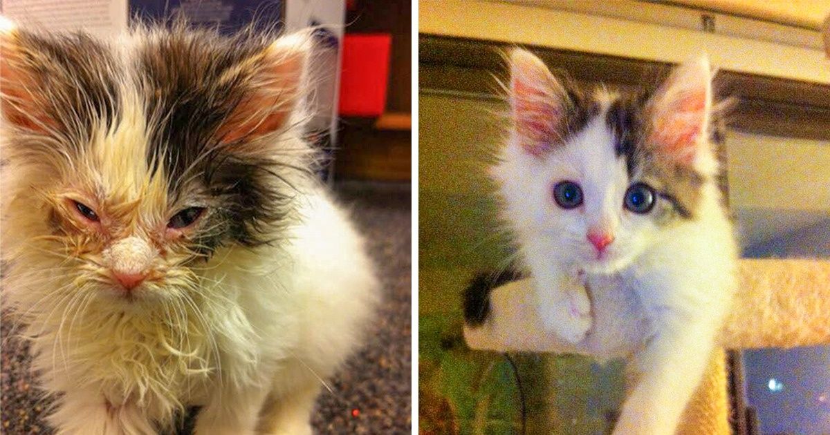 11 Rescued Animals That Deserved A Better Life And Got It