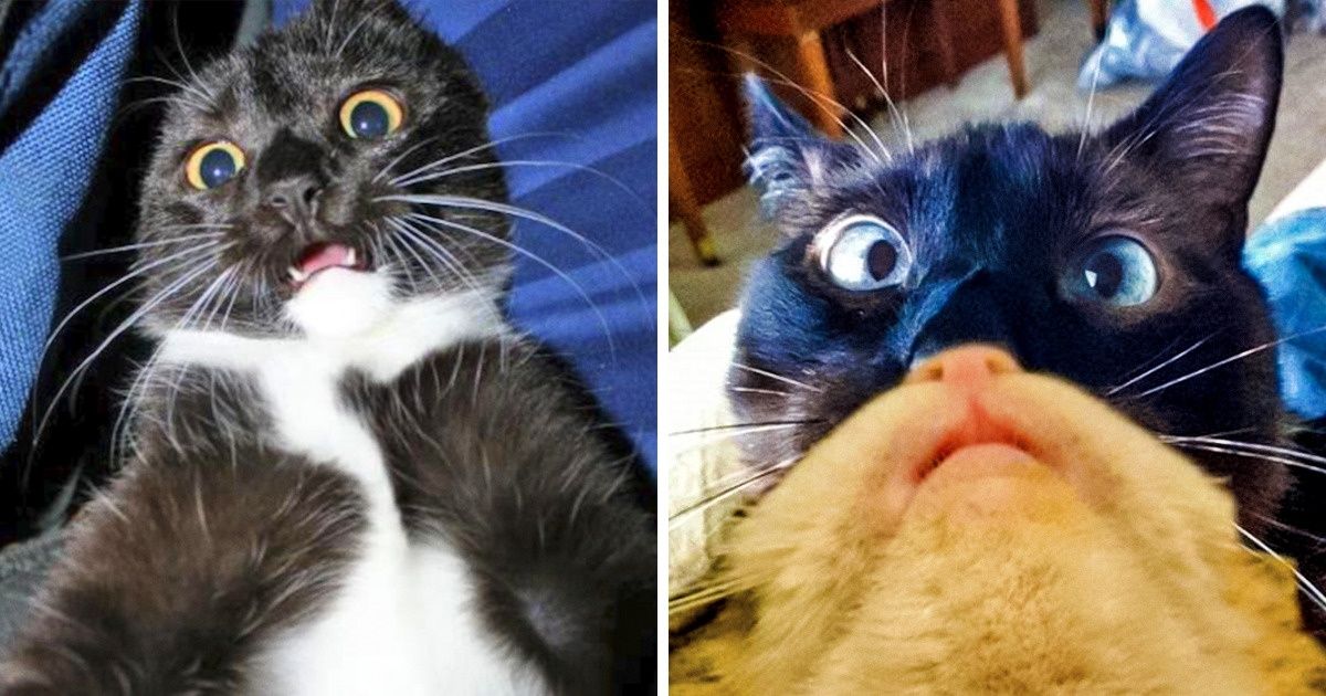 20 Hilarious Photos Of Cats Who Won The Selfie Game
