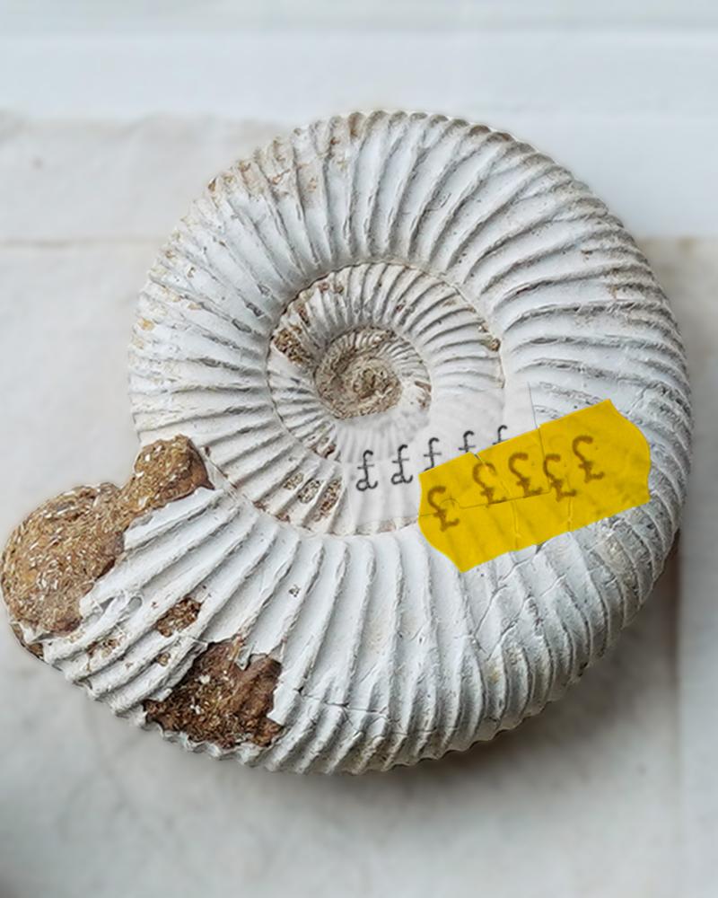 UK Fossil Collection Sold to Abu Dhabi: A National Loss