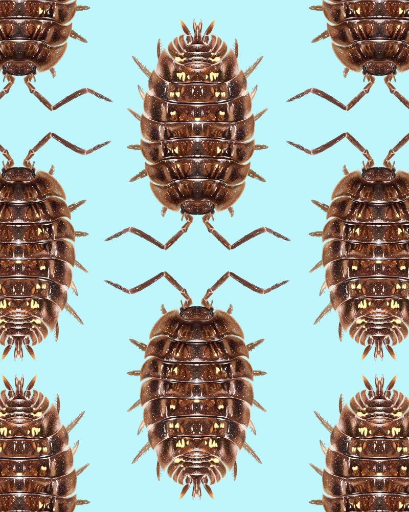 Top 10 Invertebrates of the Year Revealed: Nature's Hidden