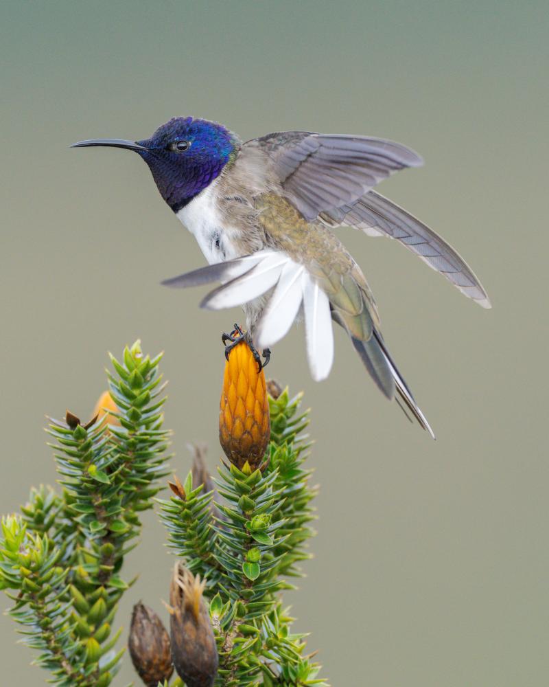Ecuador Bird Discovery: How a Rare Species Saved Many