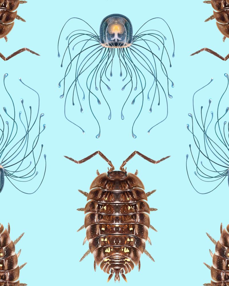 Top 10 Invertebrates of the Year: Revealed by Experts