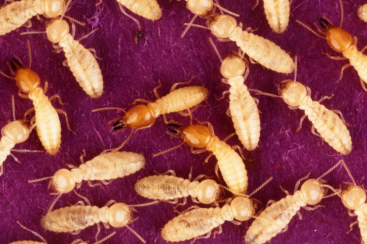 Termite Control: Prevent, Monitor & Eliminate Infestations