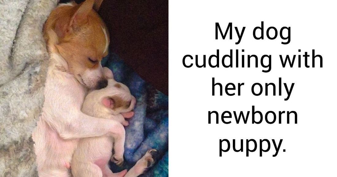 20 Photos Of Pet Families That Are More Delightful Than Ice Cream On A Hot Day