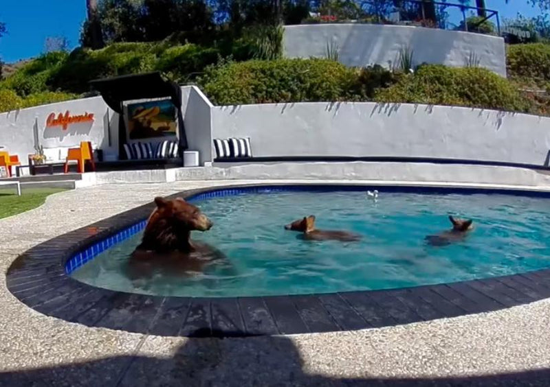 Human-Bear Coexistence in Expanding Los Angeles