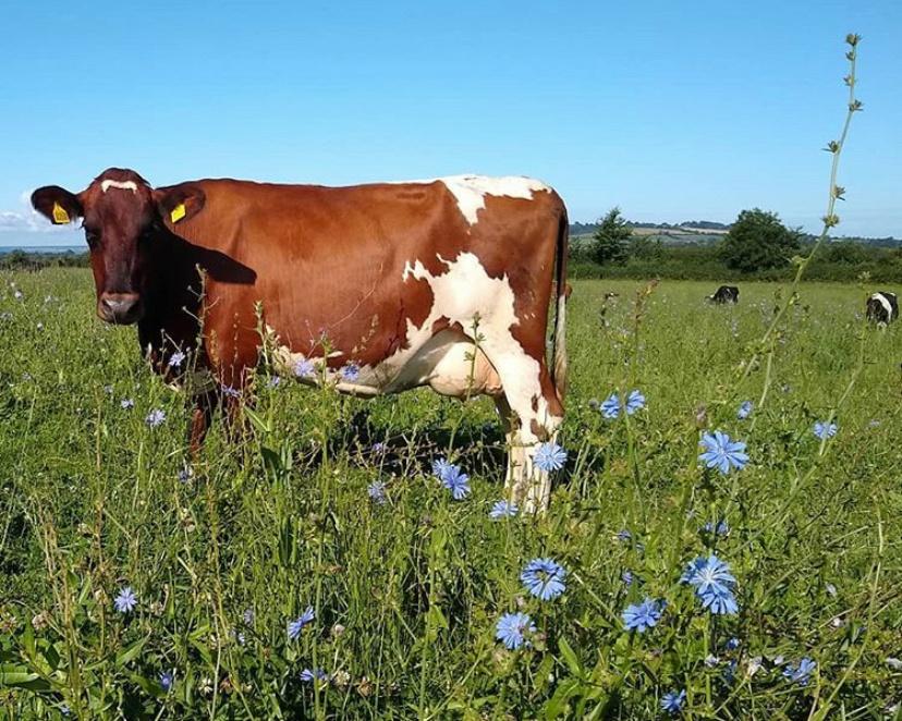 Somerset Farmer Revives Wildflowers for Cheddar Production