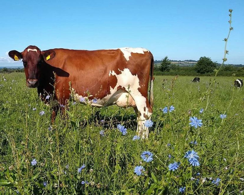 Somerset Farmer Revives Wildflowers for Cheddar Production