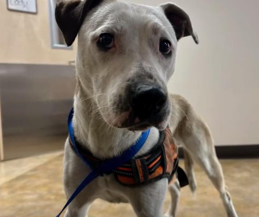 San Francisco Pitbull Rescued From Railway Tunnel After 2 Days