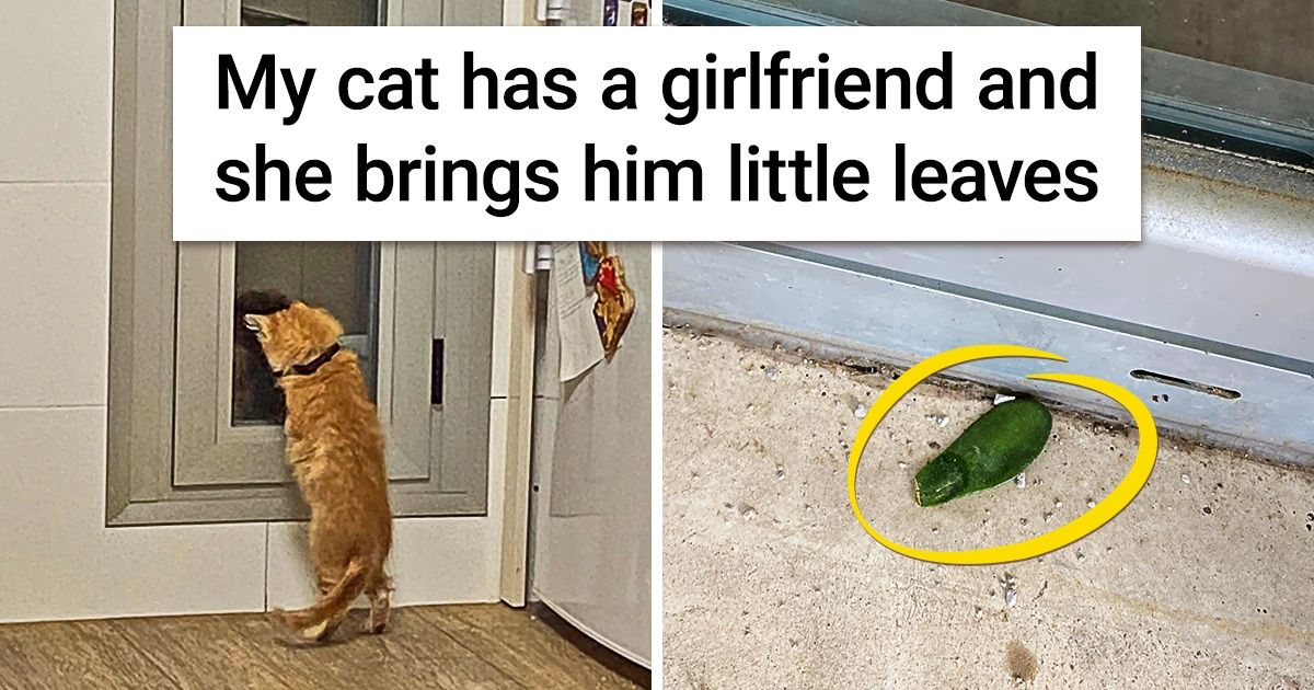 18 Photos of Animals That Simply Can’t Stop Being Affectionate - grandgoldman.com